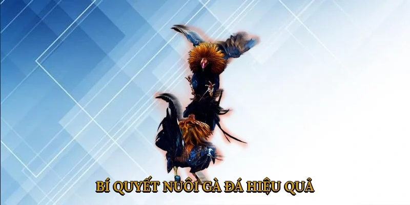 bi-quyet-nuoi-ga-da-hieu-qua-1