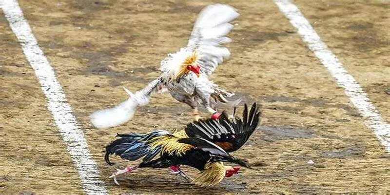 Chiến thuật rất dễ dùng