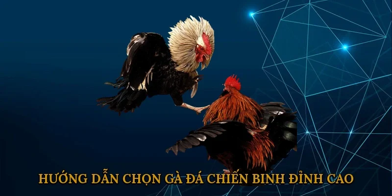 huong-dan-chon-ga-da-chien-binh-dinh-cao-2