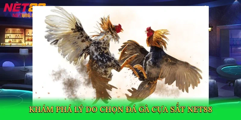 kham-pha-ly-do-chon-da-ga-cua-sat-net88-3