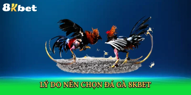 ly-do-nen-chon-da-ga-8kbet-3